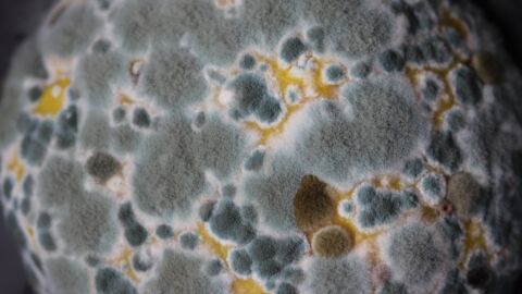 Mold Testing for Your Body and Your Home