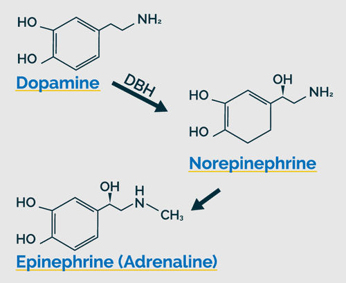 GPL-DBH_Catalyzed-Chart.png