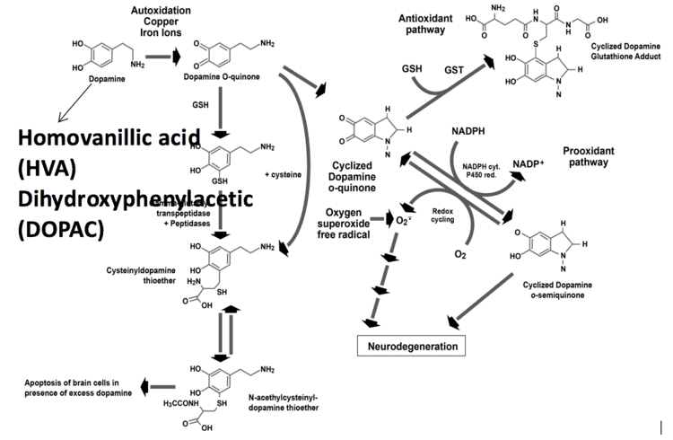 norepinephrine metabolism