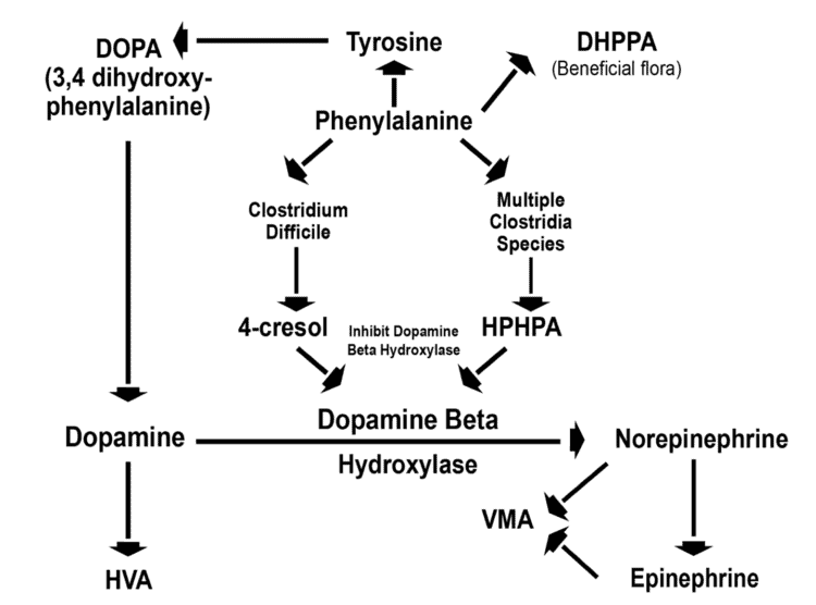 epinephrine pathway