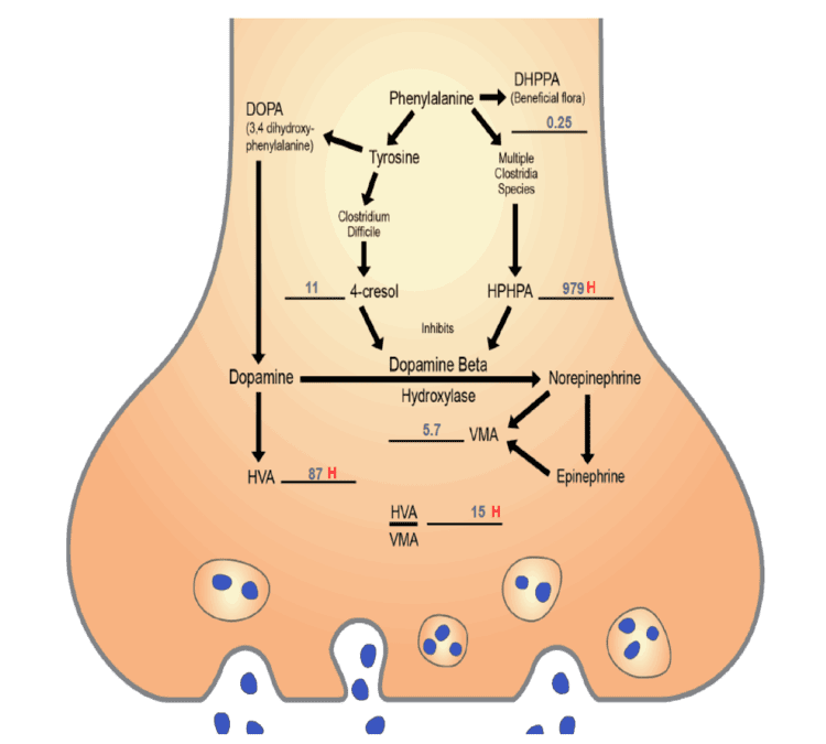 norepinephrine metabolism