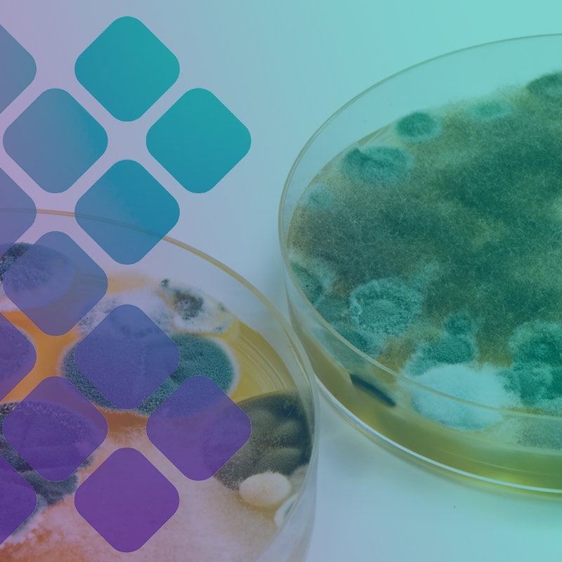 Mold and Mycotoxin Testing for the Body and Home