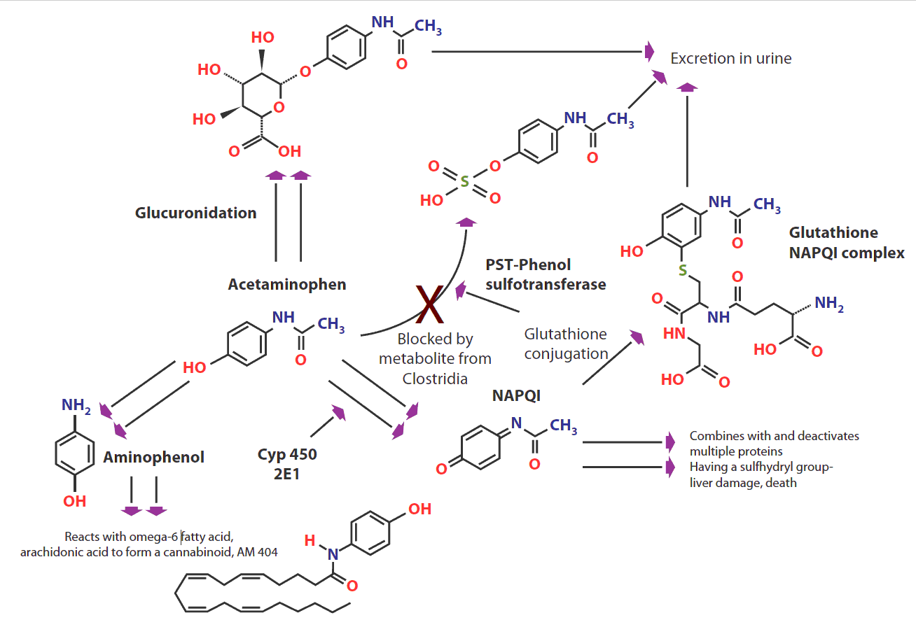 Figure 2: Metabolism of acetaminophen (paracetamol).(Click for larger view) CYP 450, cytochrome P450; NAPQI, N-acetyl-p-benzoquinone imine; PST, phenolsulfotransferase.