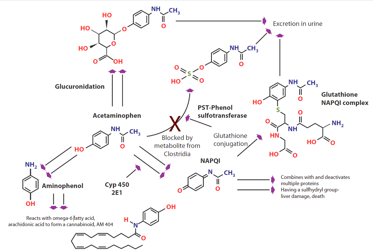 acetaminophen and alcohol metabolism