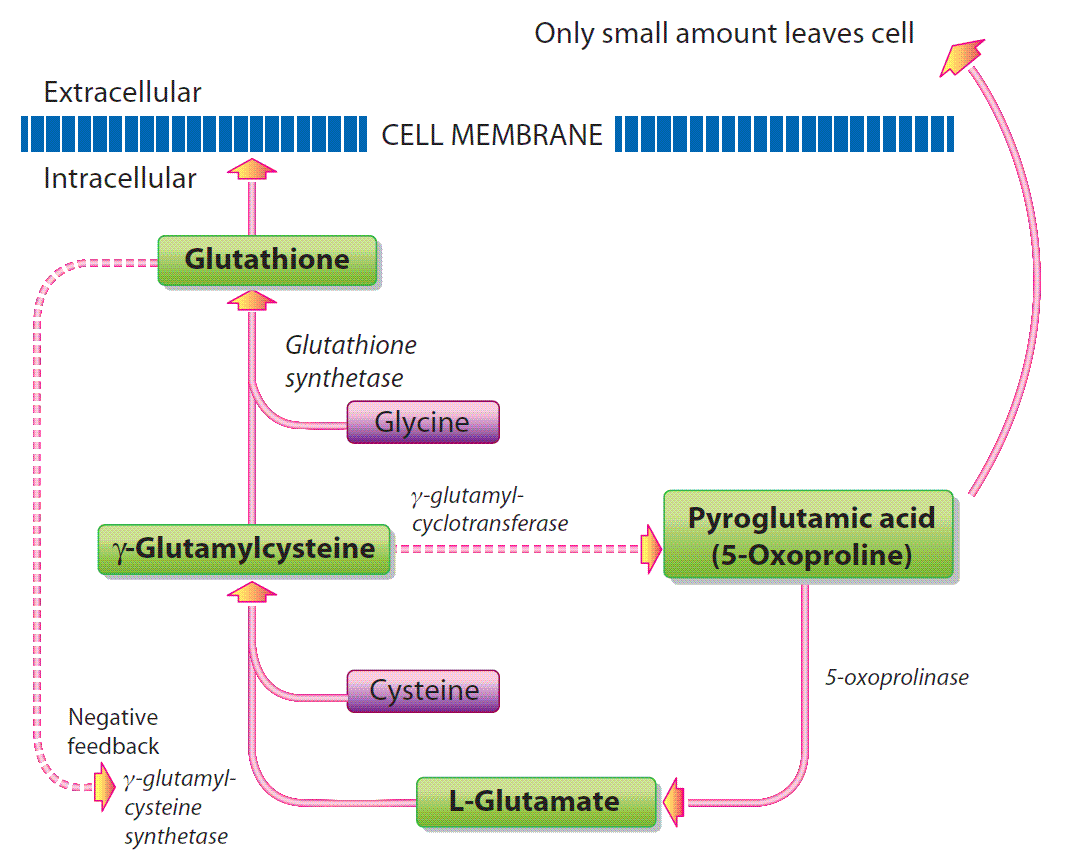 Figure 3a: Metabolism of GSH in the absence of a toxic acetaminophen load.(Click for larger view)