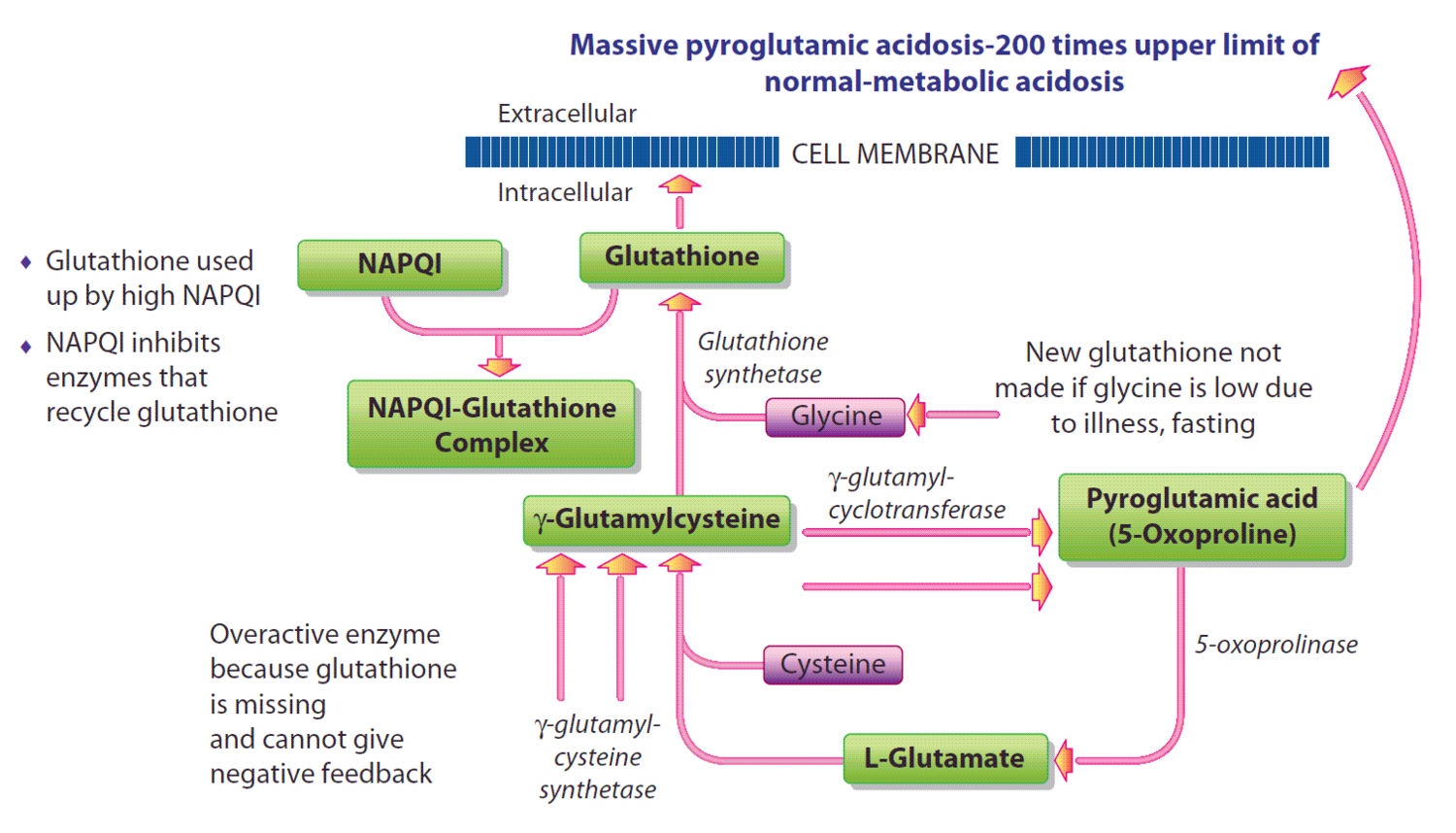 Figure 3b: Metabolism of GSH after exposure to high doses of acetaminophen.(Click for larger view)