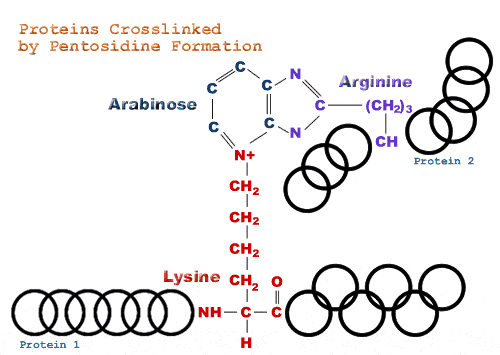 Figure 5 - Crosslinked Proteins