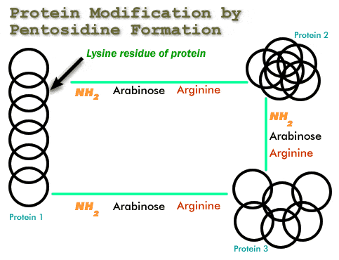 Figure 7 - Proteins Modified as a Result of Pentosidine Formation