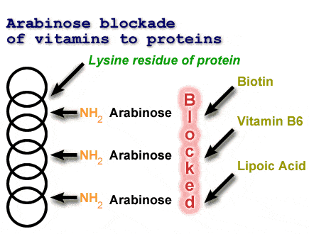 Figure 8 - Role of Arabinose in Proteins & Vitamin Connections