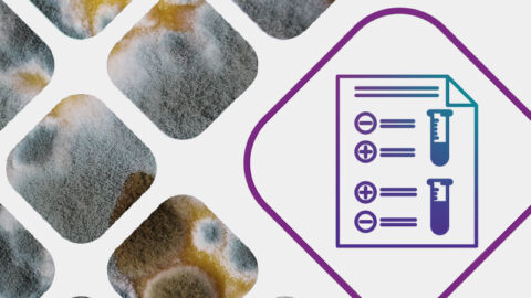 Document graphic next to image of mold to illustrate the Mold IgE Allergy test - MosaicDX