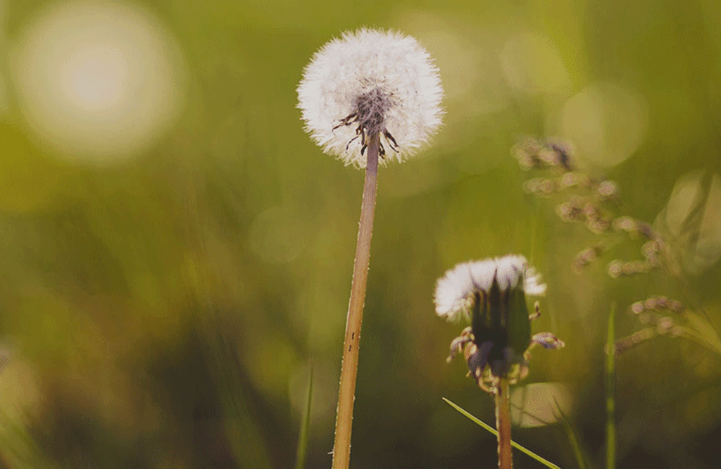 White dandelion blowing in wind to illustrate what allergies IgE Inhalant Test can find - MosaicDX