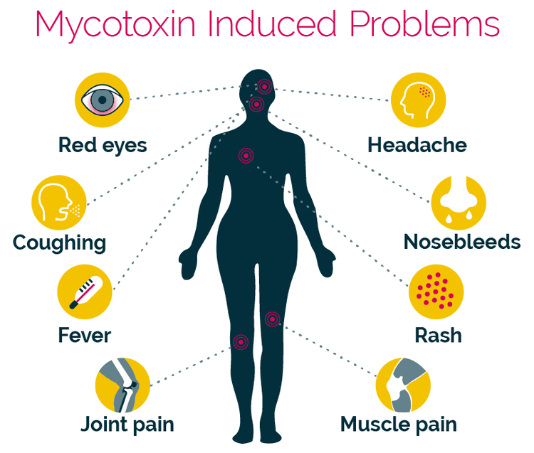 How to Detect Mold Toxicity in Your Body and Home