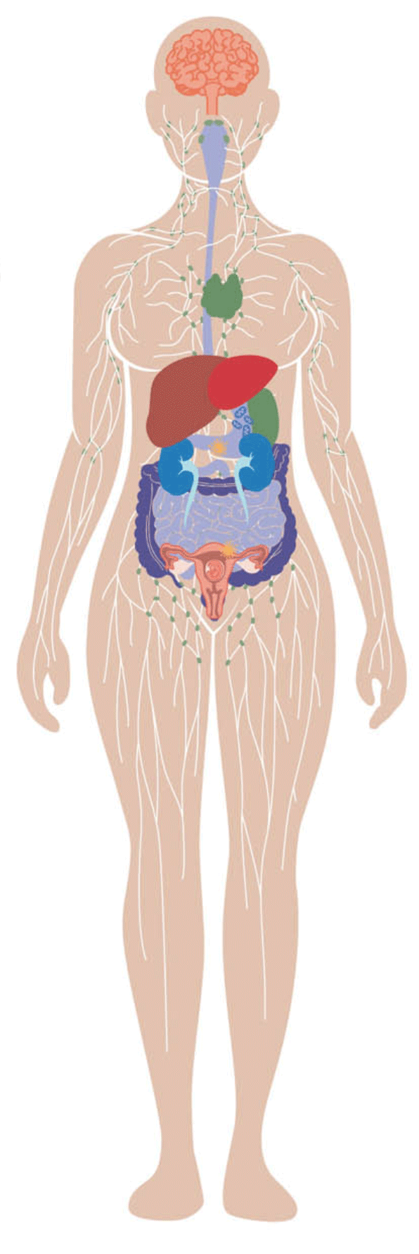 Human Body Diagram