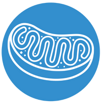 Mitochondrial Health Icon