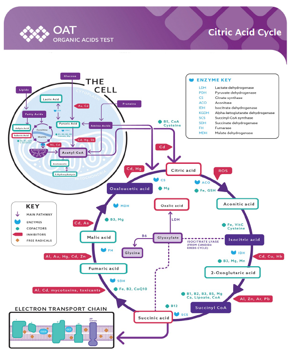 Citric Acid Cycle pathway