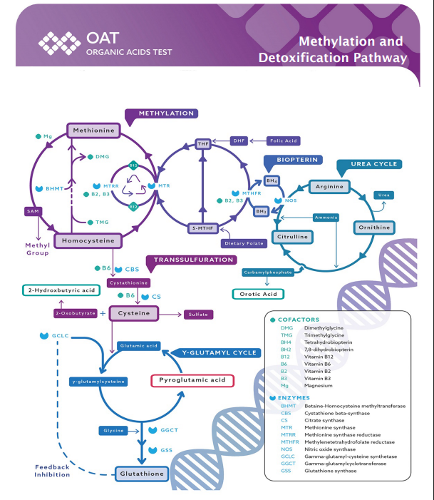 Methylation and Detoxification pathways